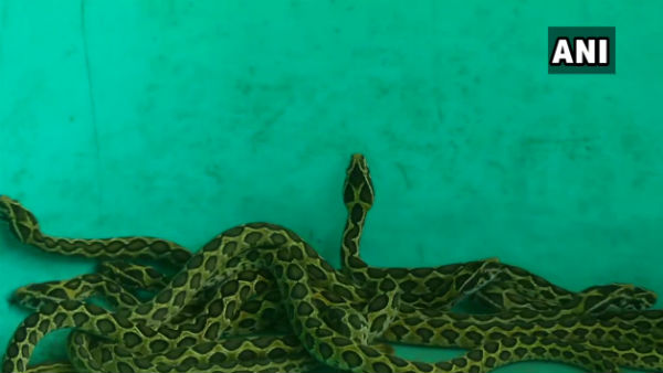 घर में मिला था रसेल वाइपर घर में मिला था रसेल वाइपर