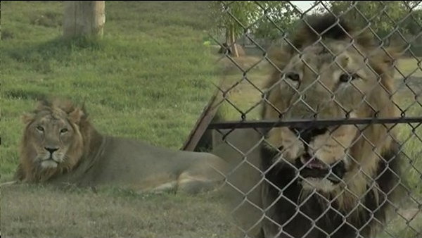 कई देशों के राष्ट्रीय पशु हैं शेर कई देशों के राष्ट्रीय पशु हैं शेर