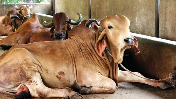 यह बोले बनास डेयरी के प्रबंध निदेशक यह बोले बनास डेयरी के प्रबंध निदेशक