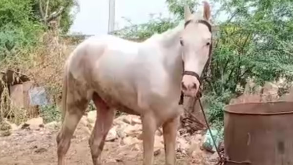 ढाई वर्ष पूर्व बेचे घोड़े को खरीदने का प्रस्ताव