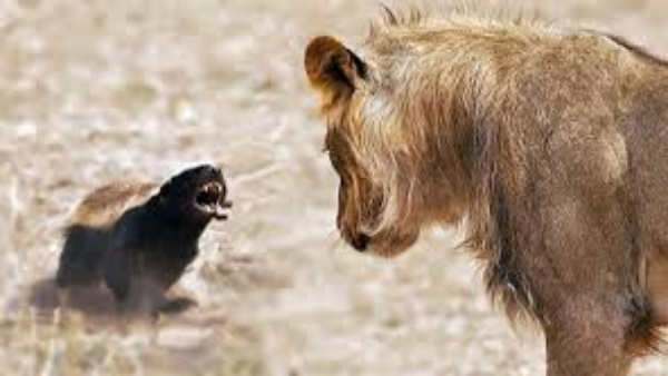 इन स्थानों पर पाए जाते हैं हनी बैजर