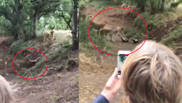 दुनिया का सबसे निडर जानवर है हनी बैजर