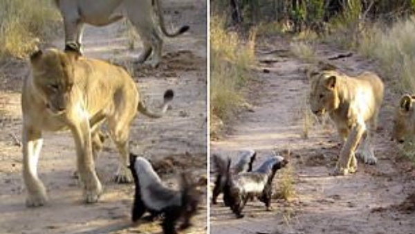 हनी बैजर्स ने जीती शेरों से जंग