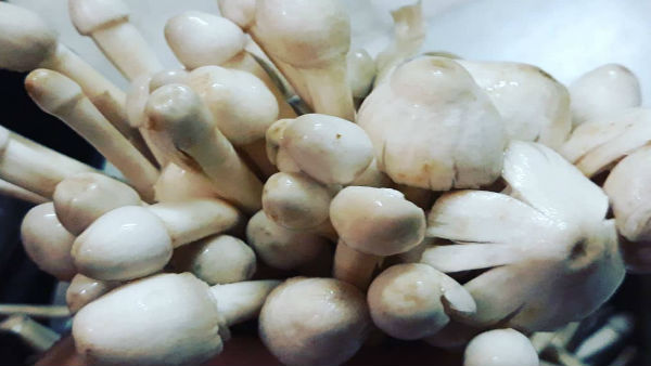 बारिश के दिनों में है उगती बारिश के दिनों में है उगती