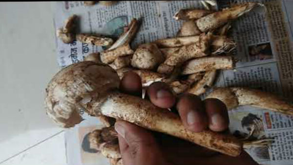 दवाओं में भी इस्तेमाल दवाओं में भी इस्तेमाल