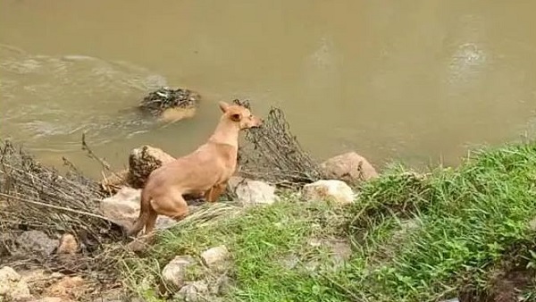 बॉडी के पास जाकर खड़ा रहता था बॉडी के पास जाकर खड़ा रहता था