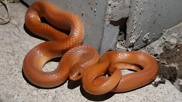 उत्तराखंड में सिर्फ दो बार देखा गया