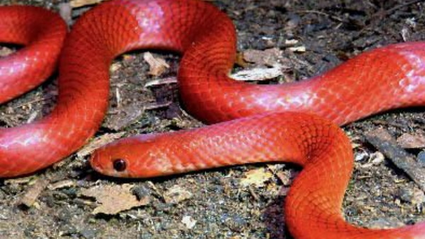 इसलिए कहा जाता है कुकरी