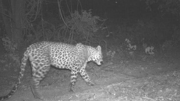 a Leopard Took away An Old Woman into Forest, when shes Sleeping In The Courtyard