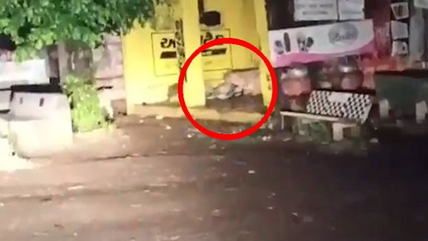 Watch: Video Of Lion Attacking Donkey At Bus Stop In Amreli City Of Gujarat
