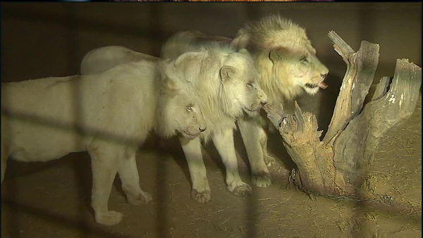 35 में से 10 भेड़ों को मार डाला