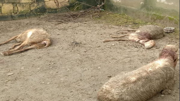 यहां गधे को मारकर खा गए