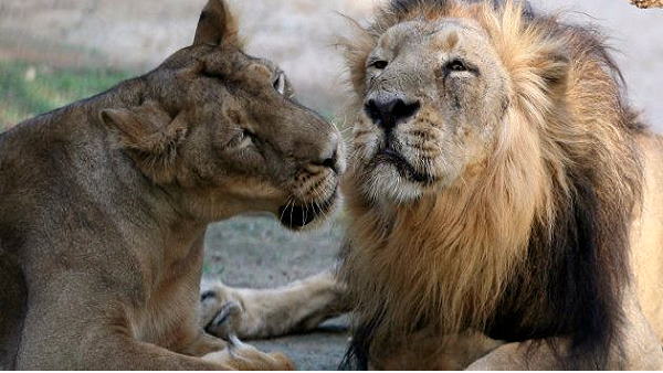 8 सालों में गई 500 से ज्यादा शेरों की जान 8 सालों में गई 500 से ज्यादा शेरों की जान