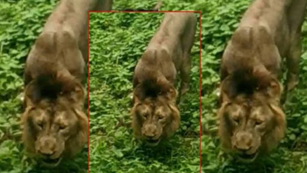 क्या होता है शेर का पसंदीदा शिकार क्या होता है शेर का पसंदीदा शिकार