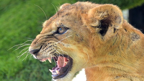 शेर से जुड़ी दिलचस्प बातें शेर से जुड़ी दिलचस्प बातें