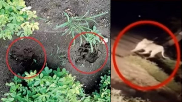 गुजरात में कंपकंपा देने वाली घटना गुजरात में कंपकंपा देने वाली घटना