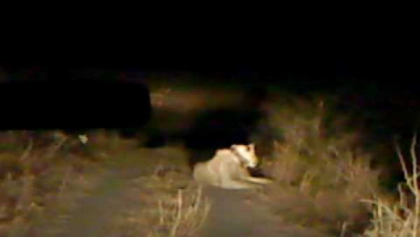 छाती पर उसे देख सिट्टीपिट्टी गुम हो गई छाती पर उसे देख सिट्टीपिट्टी गुम हो गई