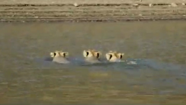 इस साल 87 शेरों की मौत भी हुई इस साल 87 शेरों की मौत भी हुई