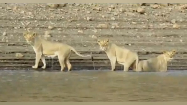 इस जंगल में शेरों से ज्यादा शेरनियां इस जंगल में शेरों से ज्यादा शेरनियां