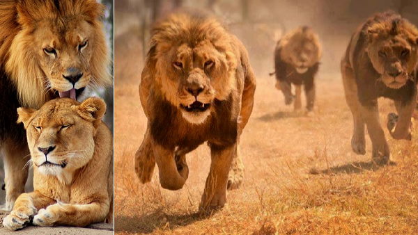 कितना है शेरों का इलाका, जानिए कितना है शेरों का इलाका, जानिए