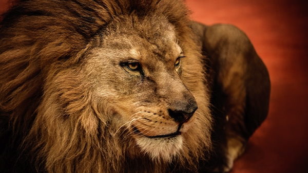 यहां रहते हैं सबसे ज्यादा एशियाई शेर यहां रहते हैं सबसे ज्यादा एशियाई शेर