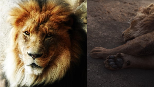 2019 में मरे थे 134 शेर, 2018 में 112 2019 में मरे थे 134 शेर, 2018 में 112