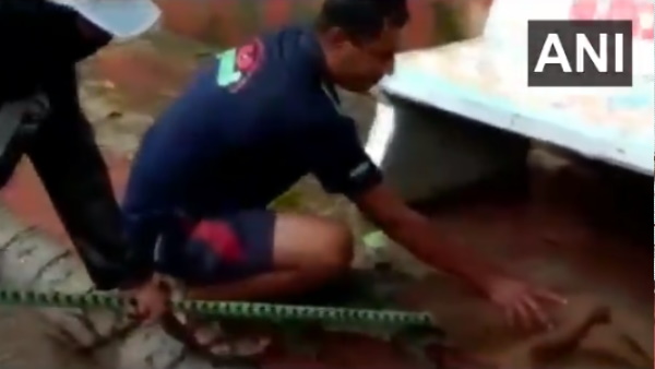गलियों में घूमता दिखा मगरमच्छ गलियों में घूमता दिखा मगरमच्छ
