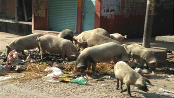 हत्या के बाद भी बढ़ गई सूअरों की आबादी