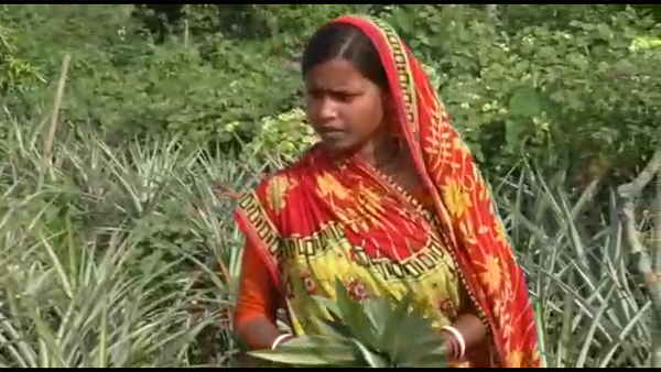 bihar woman: sikko devi Pineapple farming with husband in Katihar district, know how gets profits made from the crop