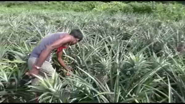 bihar woman: sikko devi Pineapple farming with husband in Katihar district, know how gets profits made from the crop