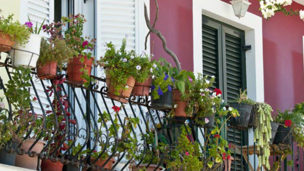 किसी पौधे से क्या लाभ