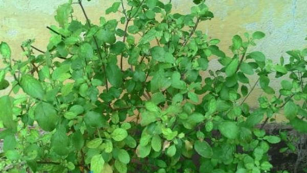 कमल का पौधा इच्छाशक्ति और दृढ़ता में वृद्धि करता है