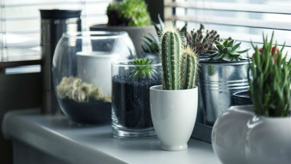 लिलि साहस और धैर्य प्रदान करता है