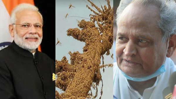 11 अप्रैल से टिड्डी दलों का प्रवेश 11 अप्रैल से टिड्डी दलों का प्रवेश