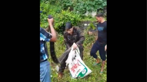 रात में फिर निकला किंग कोबरा रात में फिर निकला किंग कोबरा