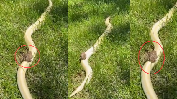 सांप की पीठ पर आराम से बैठा है मेंढक सांप की पीठ पर आराम से बैठा है मेंढक