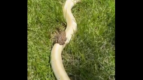 मेंढक कर रहा है सांप की सवारी मेंढक कर रहा है सांप की सवारी