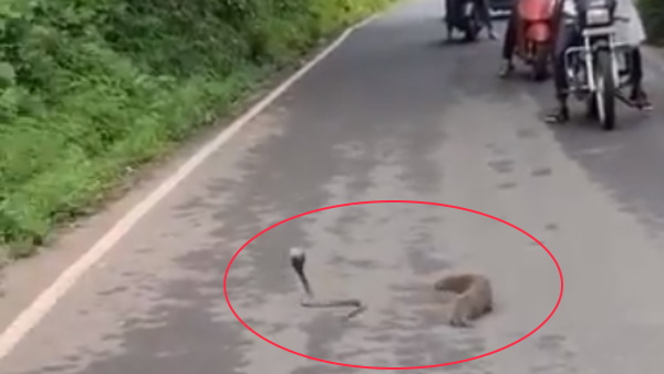 लड़ाई देखने के लिए रुक गया ट्रैफिक