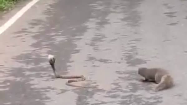 स्तब्ध होकर लड़ाई देखते रहे लोग