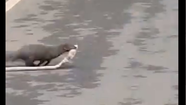 नेवले से बचने में नाकामयाब रहा सांप