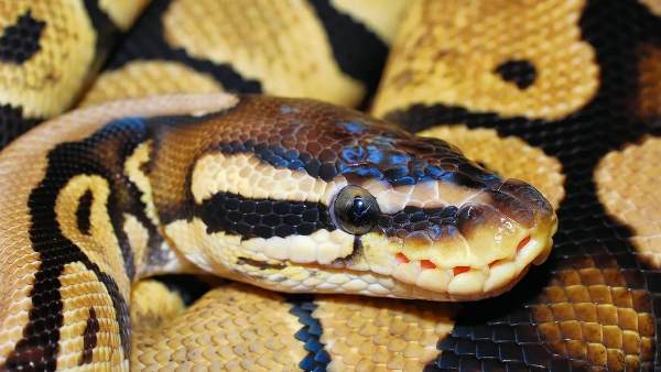 पड़ोसी को भी सुनाई दी आवाज