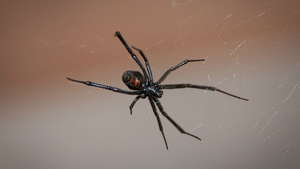 सोशल मीडिया पर छाया वीडियो सोशल मीडिया पर छाया वीडियो