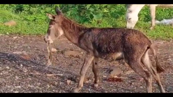 वीडियो सोशल मीडिया में वायरल वीडियो सोशल मीडिया में वायरल