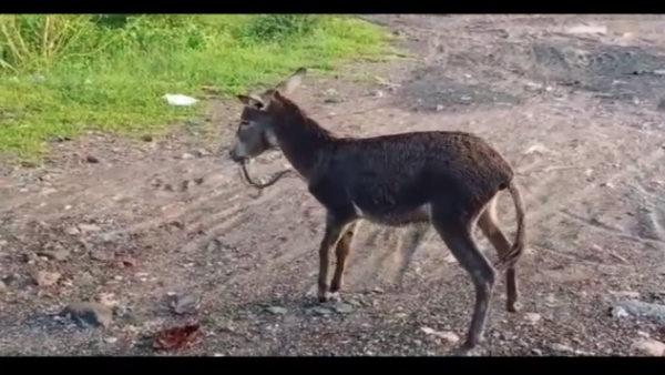 गधे के मुंह में जहर फैला गधे के मुंह में जहर फैला