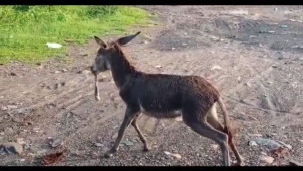 ना निगल पाया, ना बाहर निकला ना निगल पाया, ना बाहर निकला