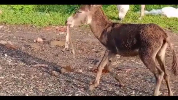 माही नदी तट की घटना माही नदी तट की घटना