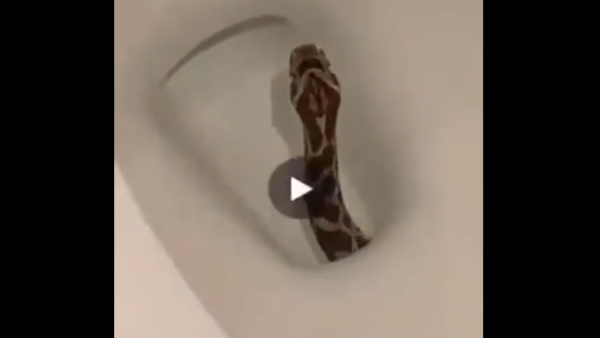 सोशल मीडिया पर वीडियो वायरल