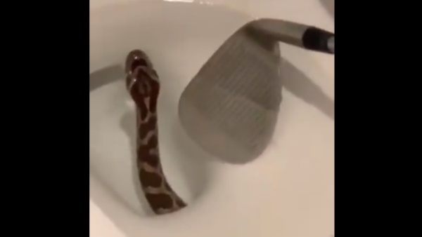 गोल्फ स्टिक की मदद से बाहर निकाला