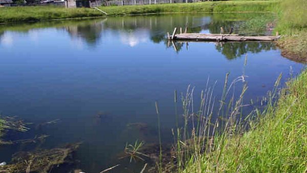 20 year old Youth drown in the Pond at Jamnagar