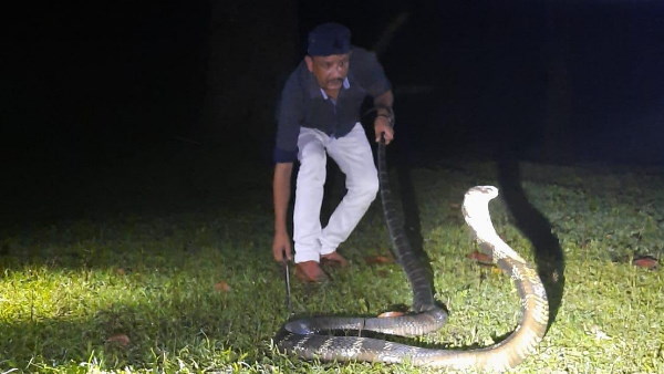 14 फीट का किंग कोबरा 14 फीट का किंग कोबरा